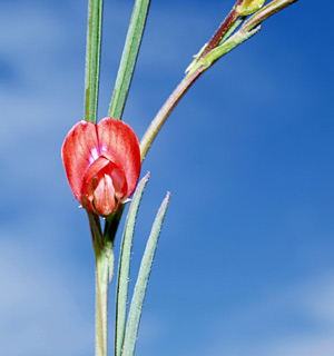 חולות ראשון לציון, מרץ. צילום: © דרור מלמד