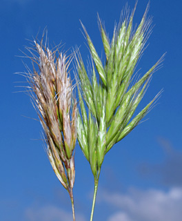 מרץ. צילום: © דרור מלמד