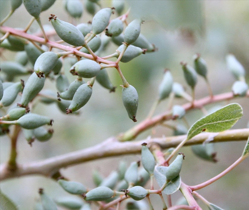 פירות. צילום: ערגה אלוני