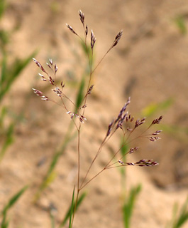 צילום: © דרור מלמד  
