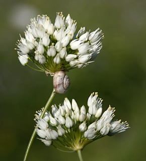 בקעה, מרץ. צילום: © שרה גולד