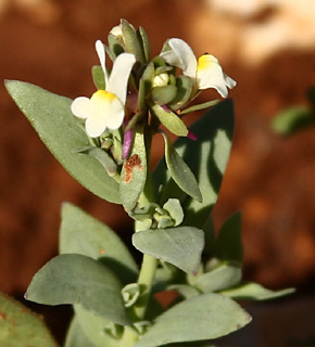 שומרון, מרץ. צילום: © שרה גולד