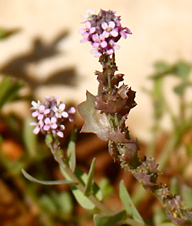 שומרון, מרץ. צילום: © שרה גולד