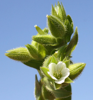 שומרון, מרץ. צילום: © ערגה אלוני