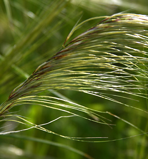 בקעה, מרץ. צילום: © שרה גולד