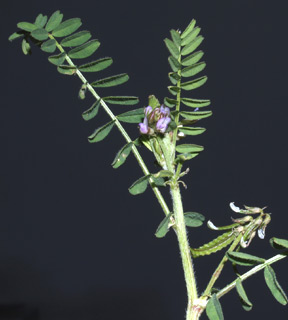 ניר עציון, מרץ. צילום: © דרור מלמד