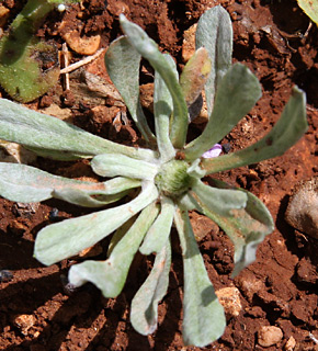 שומרון, מרץ. צילום: © שרה גולד