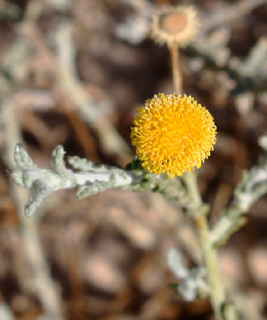  ערבה, פברואר. צילום: © ערגה אלוני