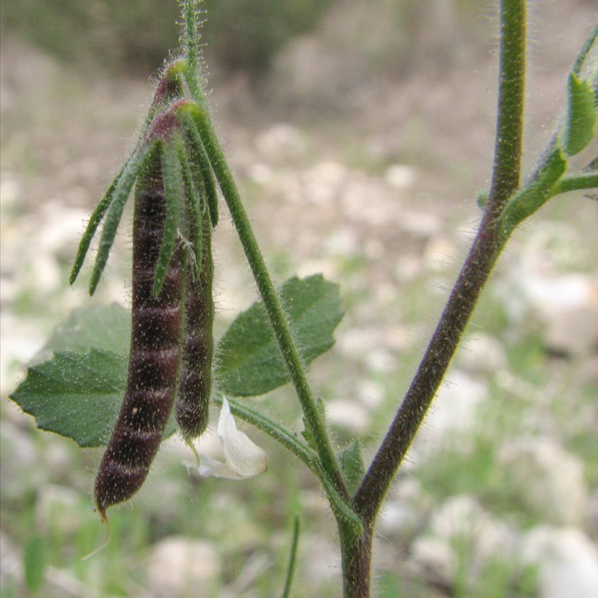 הפירות תרמילים משונצים. צילום: יעקב גרזון