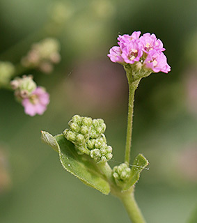 גן בוטני ירושלים, 6-2020. צילום: © שרה גולד