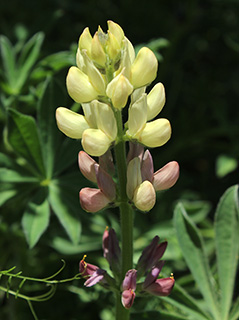 הר אודם, 5-2015. צילום: © איתן שפירא