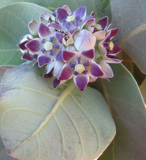 ערבה, דצמבר. צילום: © שרה גולד