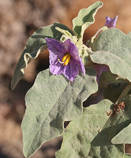 עין גדי, 10-2013. צילום: © שרה גולד