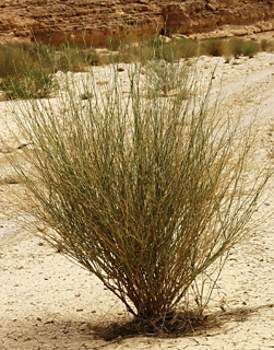 מרץ. צילום: © אלי ליבנה