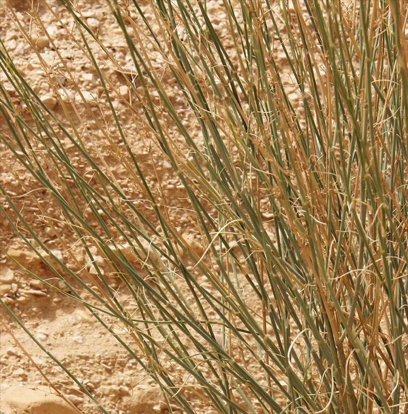 גבעולים וענפים בהגדלה. צילום: אלי ליבנה