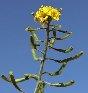 נחל לבן, 4-2018. צילום: © איתן שפירא