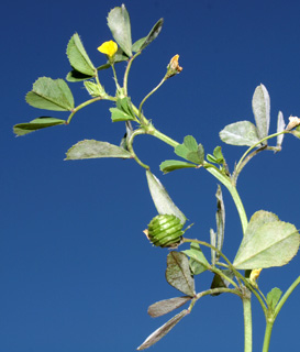 אחו בנימינה, מרץ. צילום: © דרור מלמד