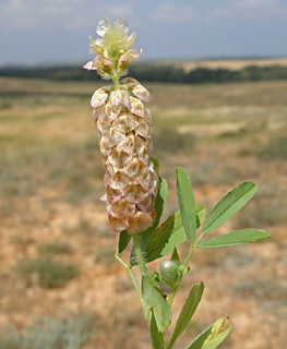 אשקלון, מרץ. צילום: © עוז גולן