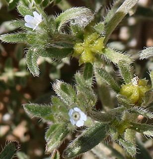 הר הנגב, 3-2019. צילום: © שרה גולד