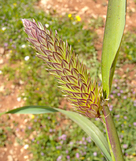 אפריל. צילום: © עוז גולן