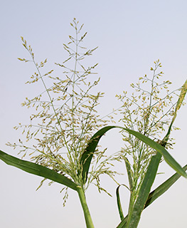 בצומת האמיר (וואסט) בגולן, 4-2015. צילום: © דרור מלמד