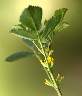 יער בן שמן, מרץ. צילום: © שרה גולד