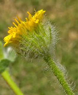 עין גדי, מרץ. צילום: © עוז גולן