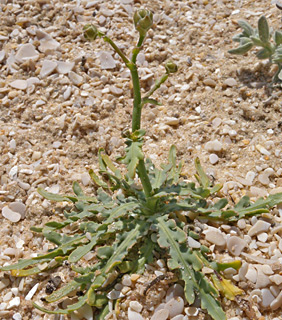 חולות אשדוד, מרץ. צילום: עוז גולן