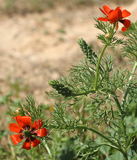 ליד תל ערד, 3-2016. צילום: © שרה גולד