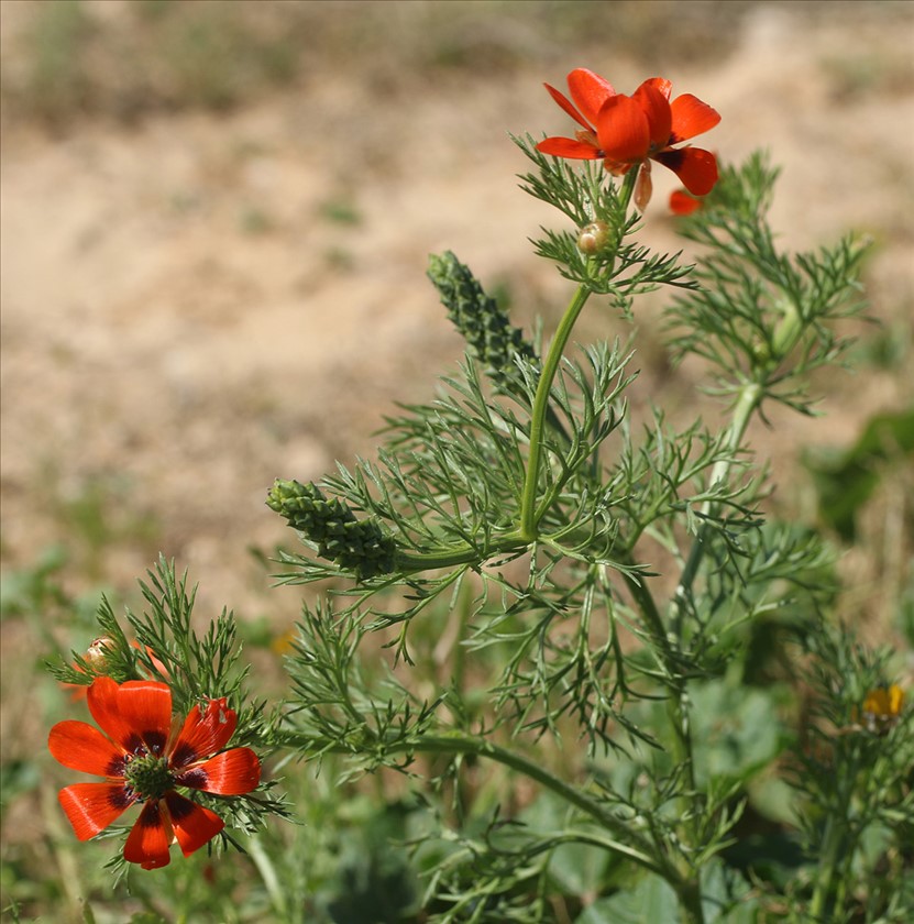 מראה כללי. צילום: שרה גולד