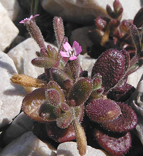 חוף אכזיב, 4-2013. צילום: © אלי ליבנה