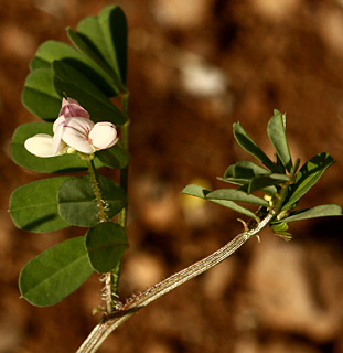 בניאס, אפריל. צילום: © שרה גולד