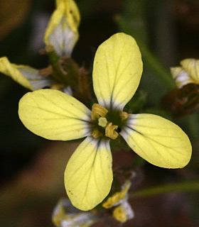 ראש הנקרה, אפריל. צילום: © שרה גולד