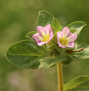 בקעה ליד חמדת, 3-2019. צילום: © שרה גולד