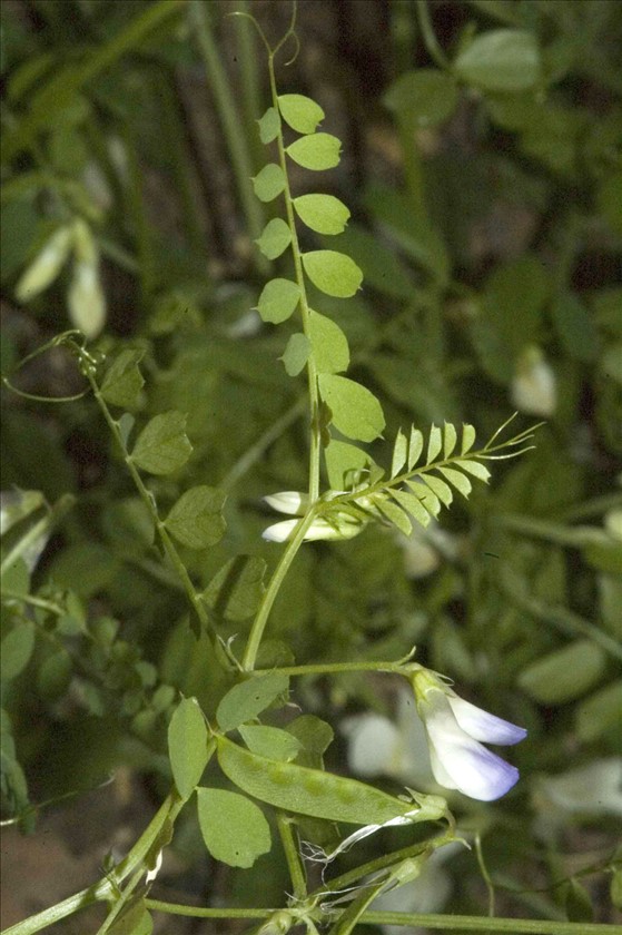 בהגדלה. צילום: יהודה מרטה