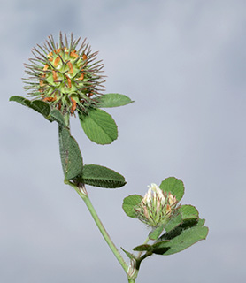 עתלית, 4-2009. צילום: © דרור מלמד