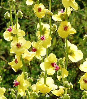  הגן של עתי בנתיב הלה, אפריל. צילום: © אלי ליבנה