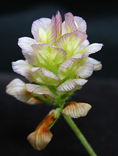 הגן של אילן טל בכפר יהשע, אפריל. צילום: © אלי ליבנה