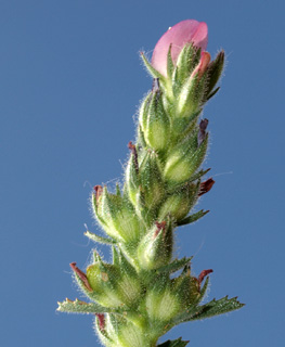 חולות תל אביב, אפריל. צילום: © דרור מלמד