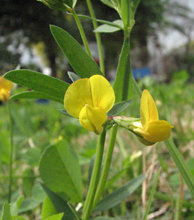 עין הנציב, 3-09. צילום: © איתן שפירא