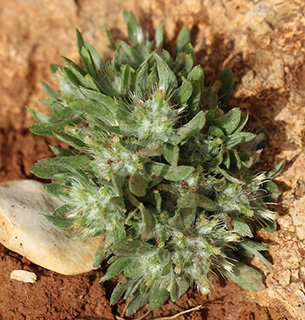 צומת רימונים, 4-17. צילום: © איתן שפירא