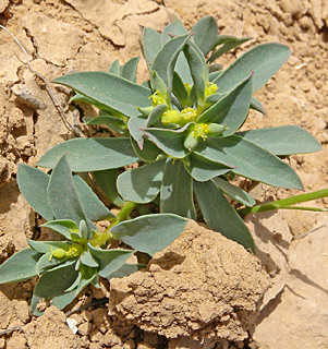 להב, 21-4-09. צילום: © עוז גולן