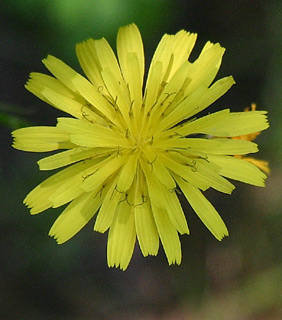 בניאס, 13-4-09. צילום: © אלי ליבנה