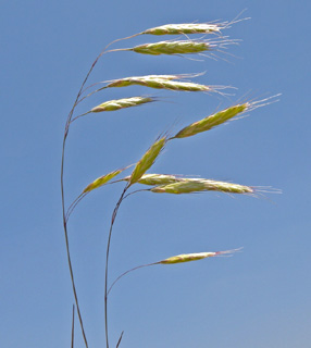 עמונה, 12-5-09. צילום: © עוז גולן