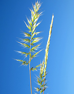 תל אביב, 16-4-09. צילום: © דרור מלמד