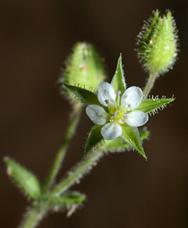 תל אביב, 16-4-09. צילום: © דרור מלמד