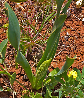 אחיה בשומרון, 22-4. צילום: © עוז גולן
