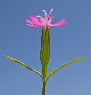 כורכרי דורות -רוחמה, 12-4-09. צילום: © עוז גולן