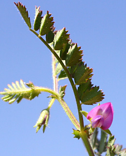 שומרון, 3-09. צילום: © ערגה אלוני