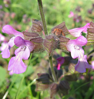 צילום: © שרה גולד